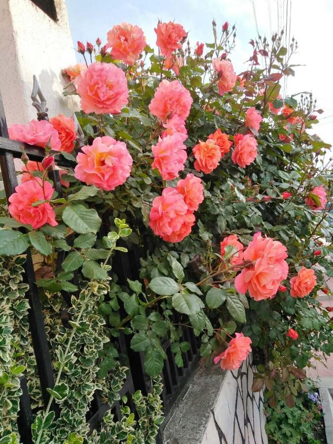 Family Hotel Dalia Velingrad Exterior foto